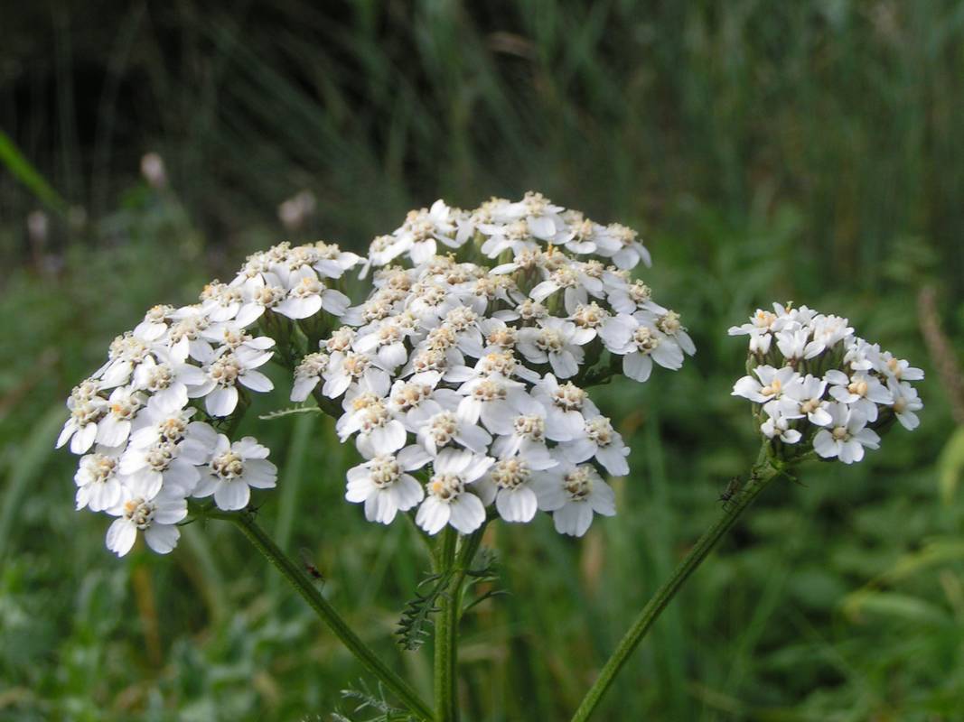 achillea erbe e piante officinali