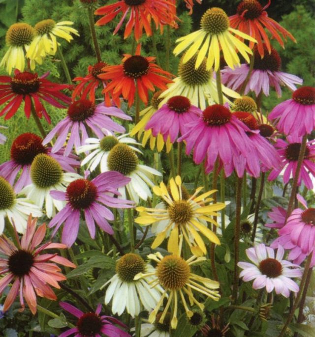 echinacea