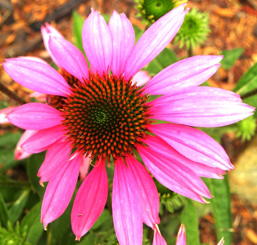 L'echinacea: tutti i benefici 