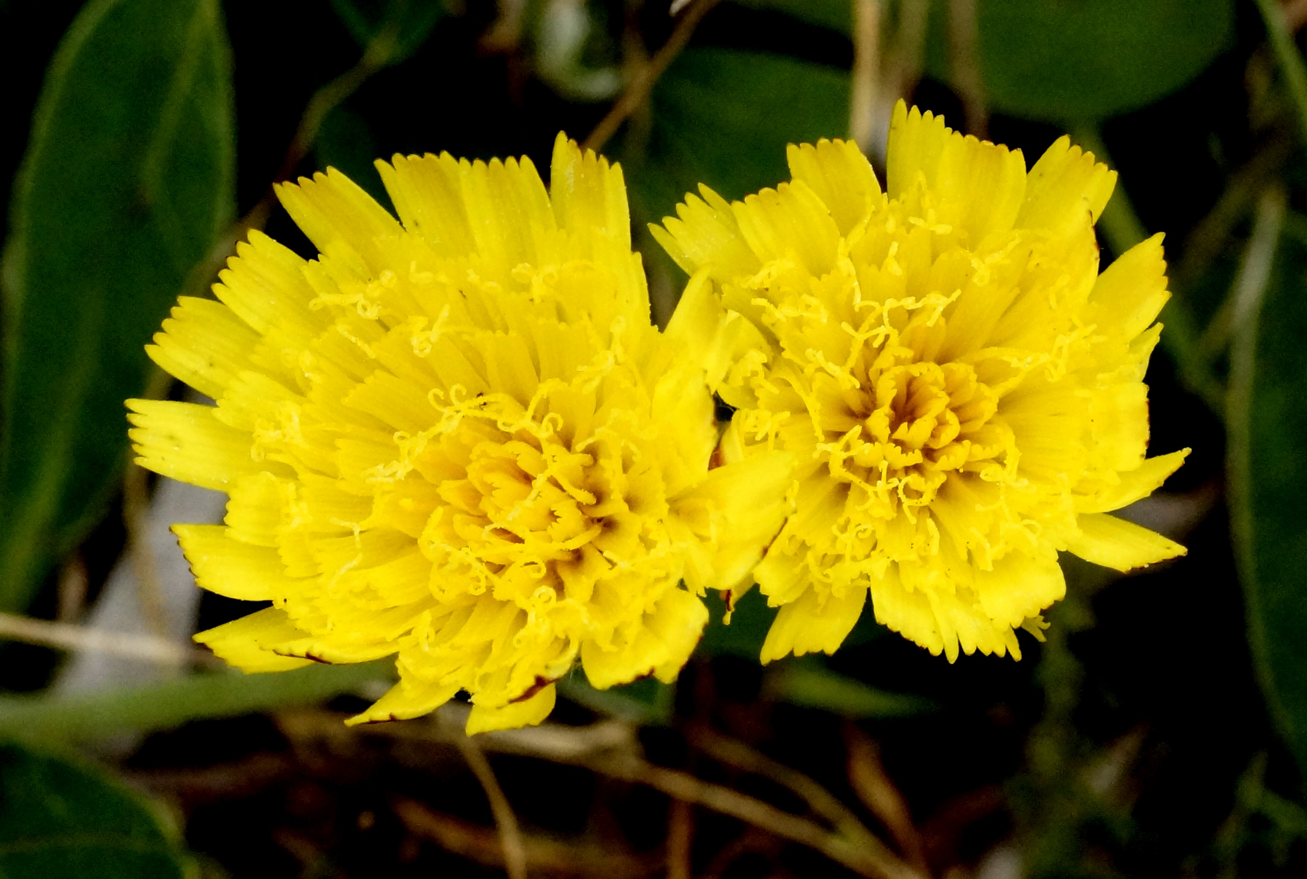 pilosella erbe e piante officinali