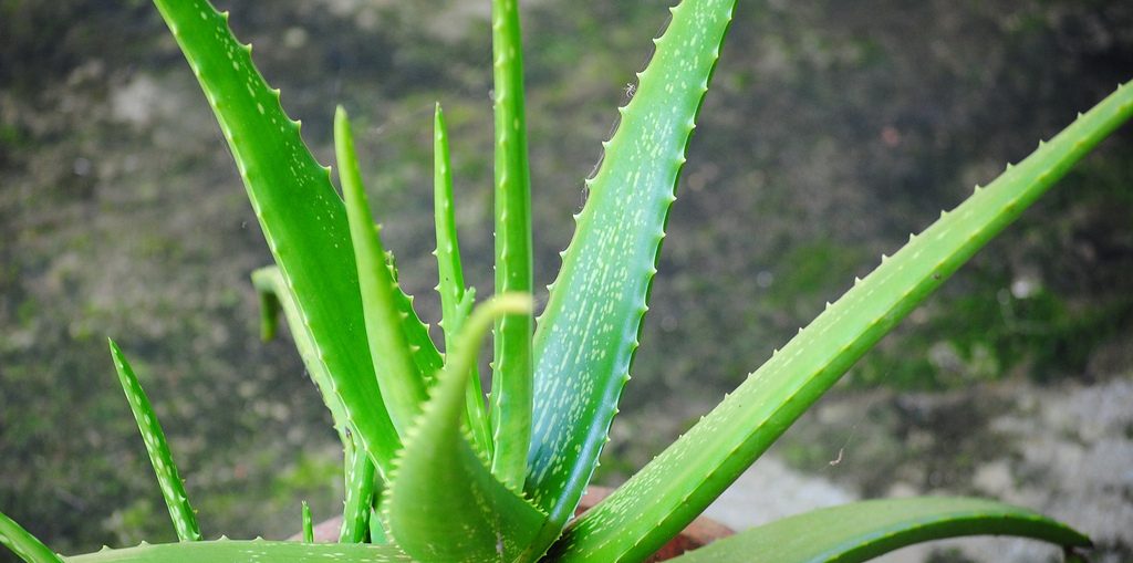 Aloe vera: la pianta dalla lunga tradizione e dai tanti benefici