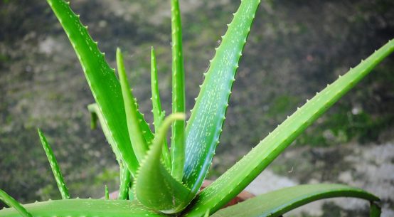 Aloe vera: la pianta dalla lunga tradizione e dai tanti benefici