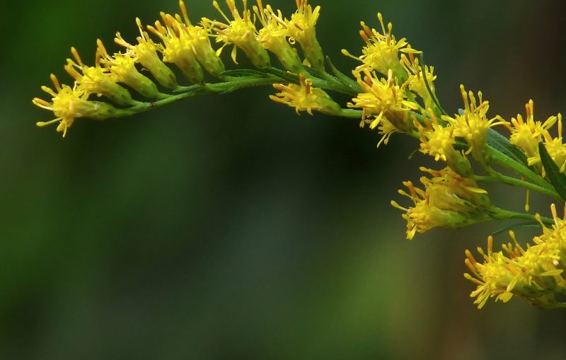 olio essenziale di solidago