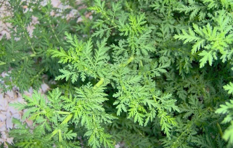 Artemisia annua